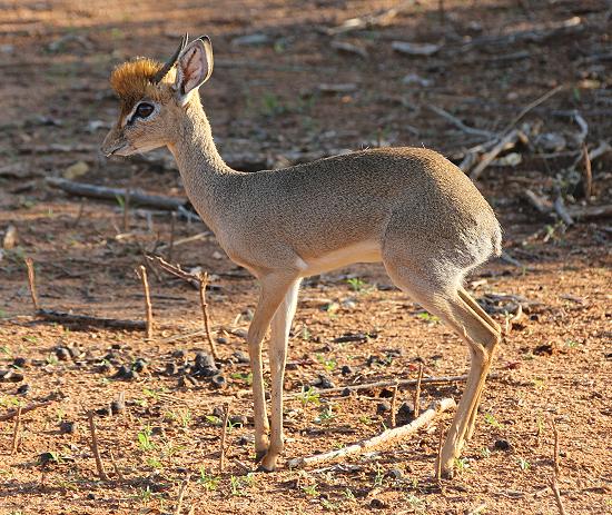 Dik Dik 