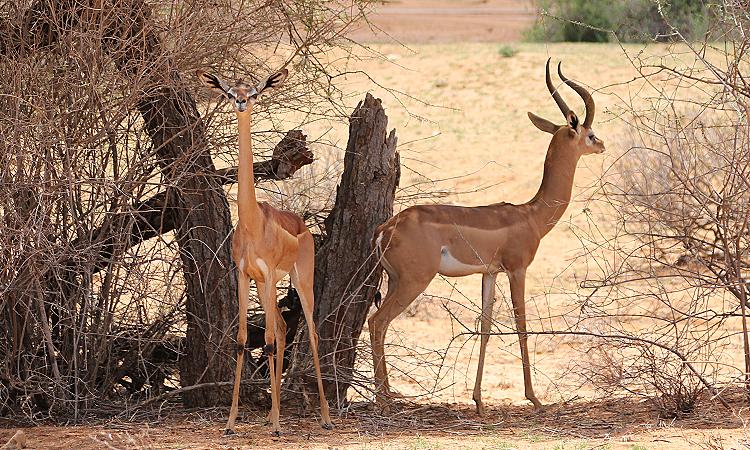 Gerenuk