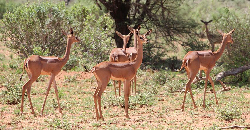 Gerenuk