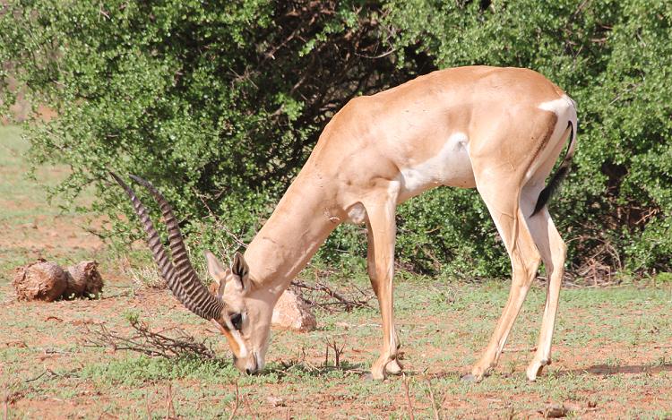Grantgazelle