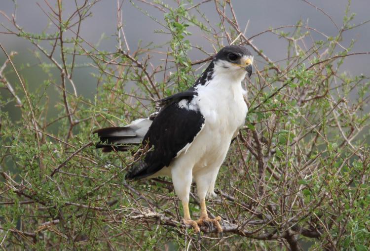 Augurbussard