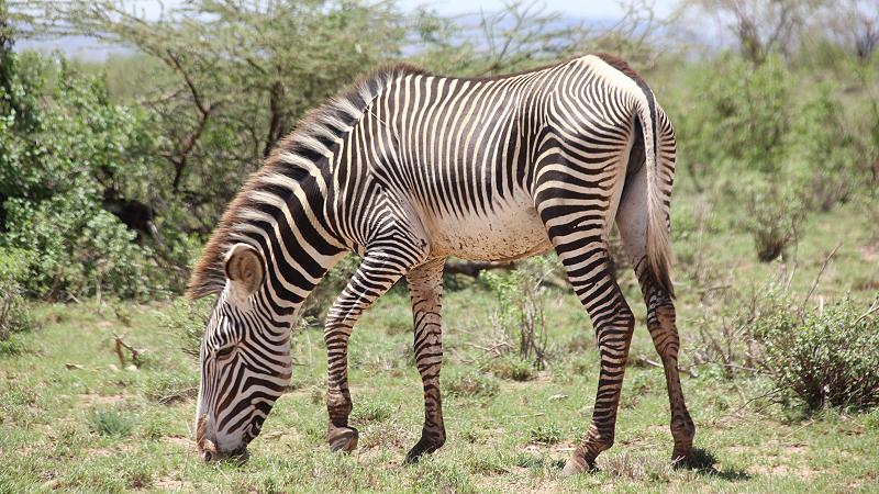 Grevy