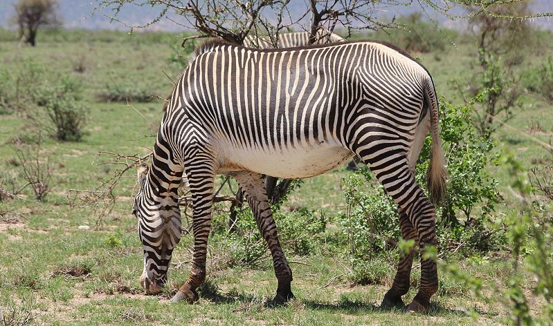 Grevy