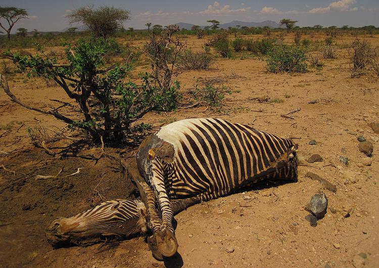 Grevy