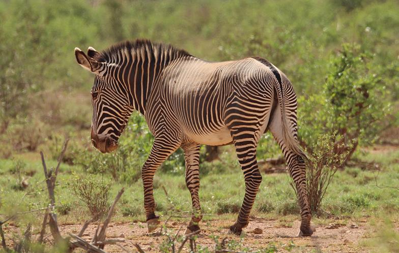 Grevy in Bufallo Spings