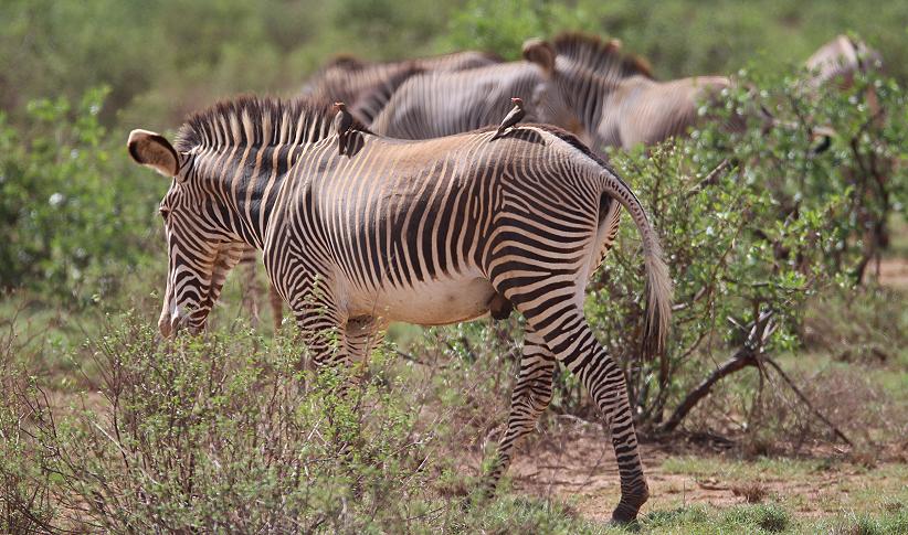 Grevy in Bufallo Spings