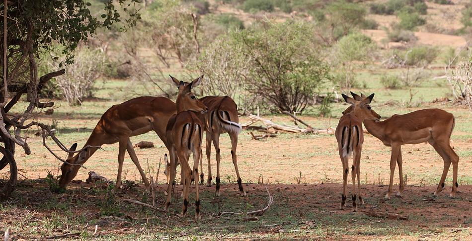 Impala