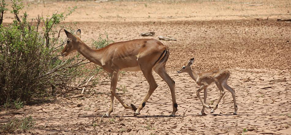 Impala