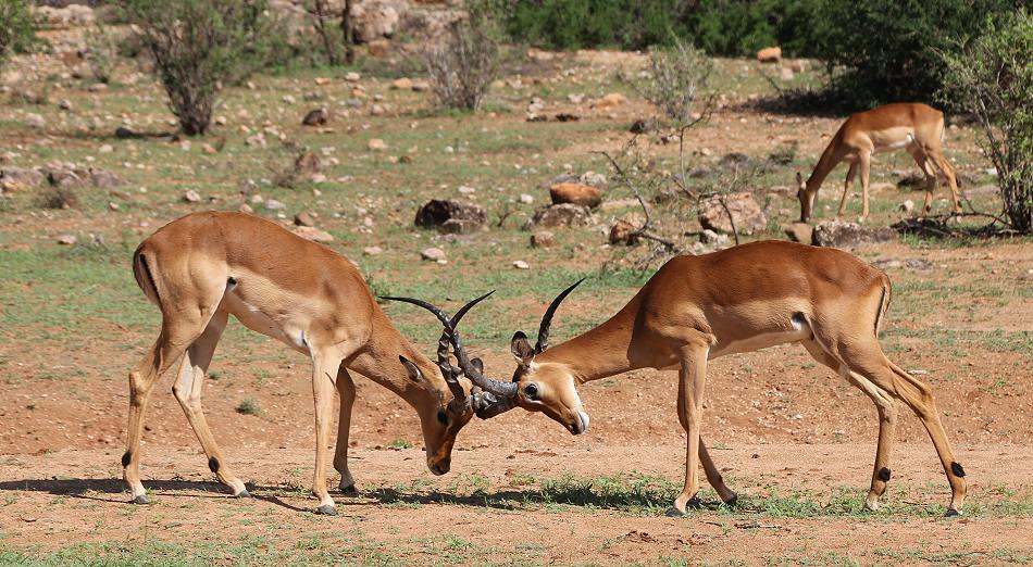 Impala