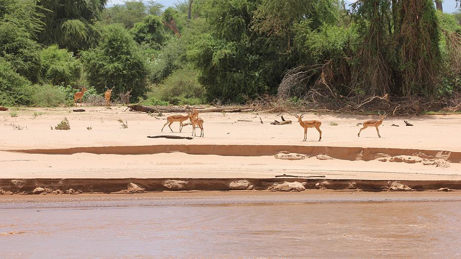 Impala