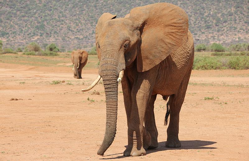 Elefanten im Samburu