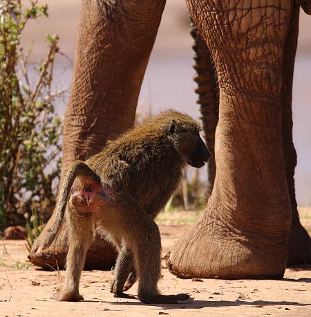 Samburu game