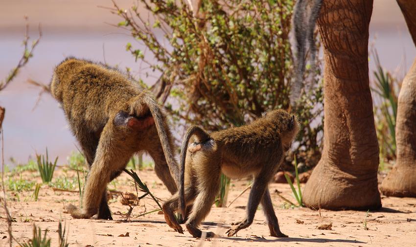 Samburu game