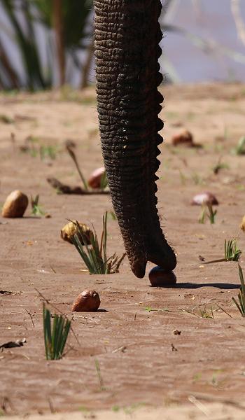 Samburu game