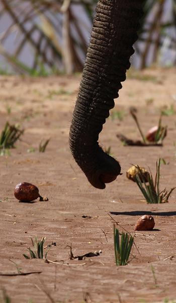 Samburu game