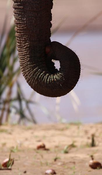Samburu game