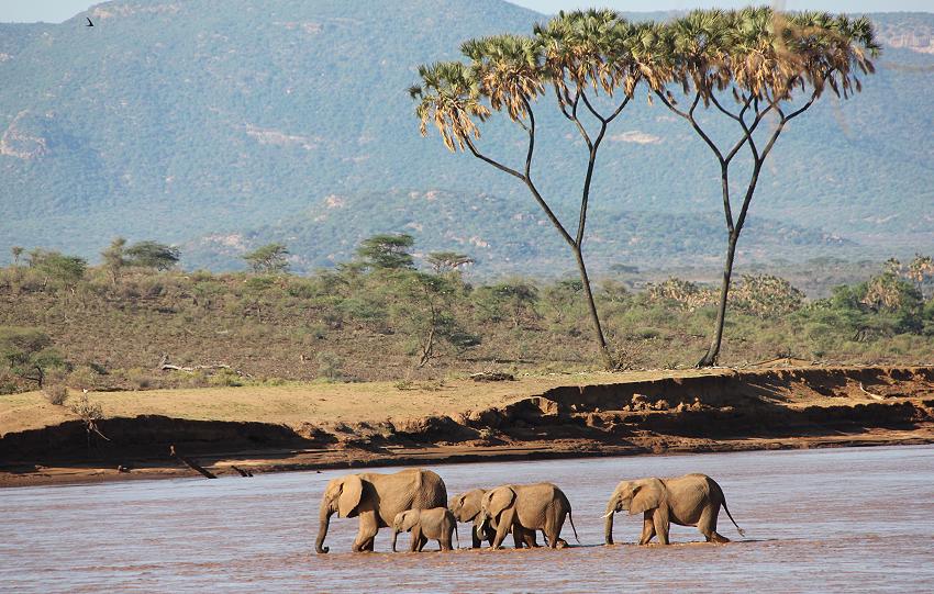 Elefanten im Samburu