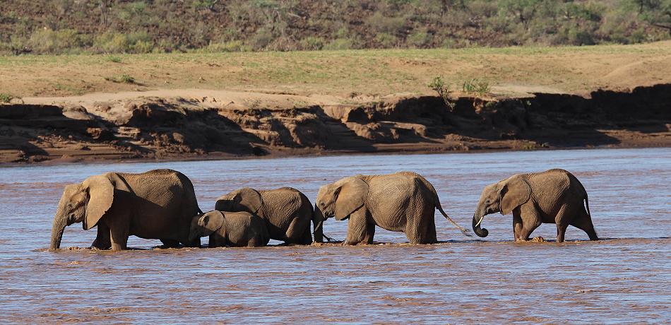 Elefanten im Samburu