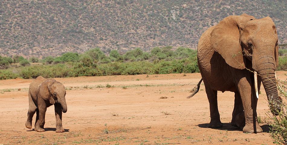 Elefanten im Samburu