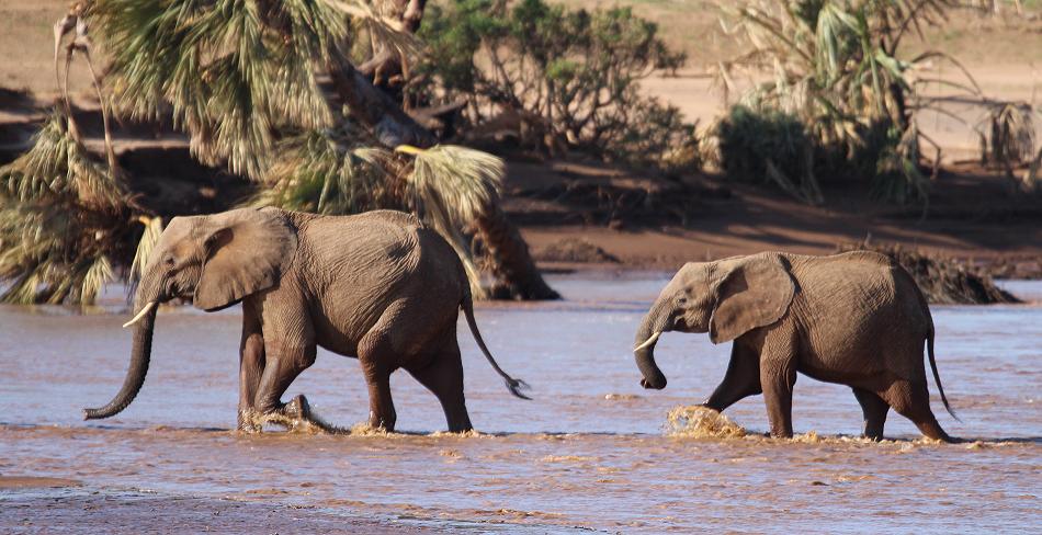 Elefanten im Samburu