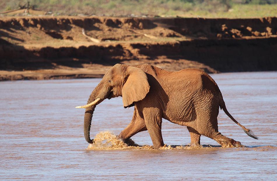 Elefanten im Samburu