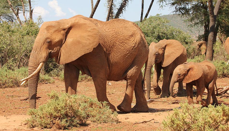 Elefanten im Samburu