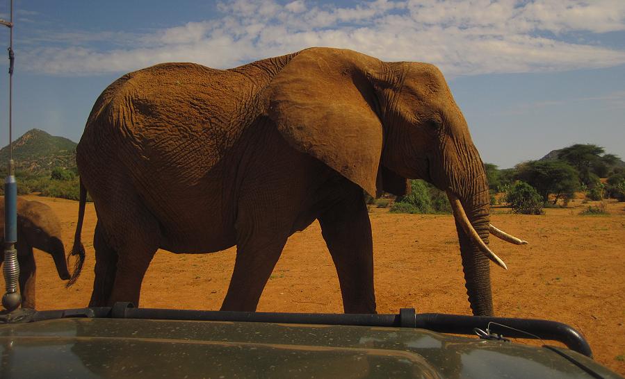 Elefanten im Samburu