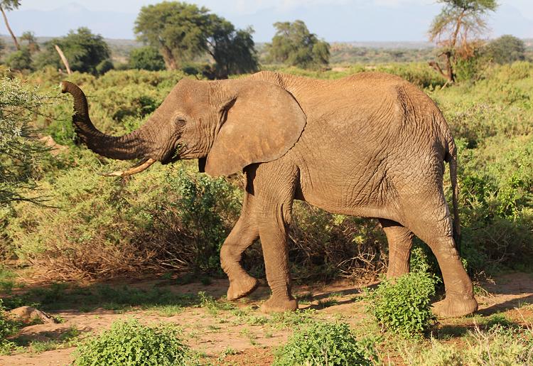 Elefanten im Samburu