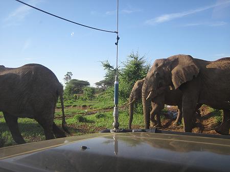 Elefanten im Samburu
