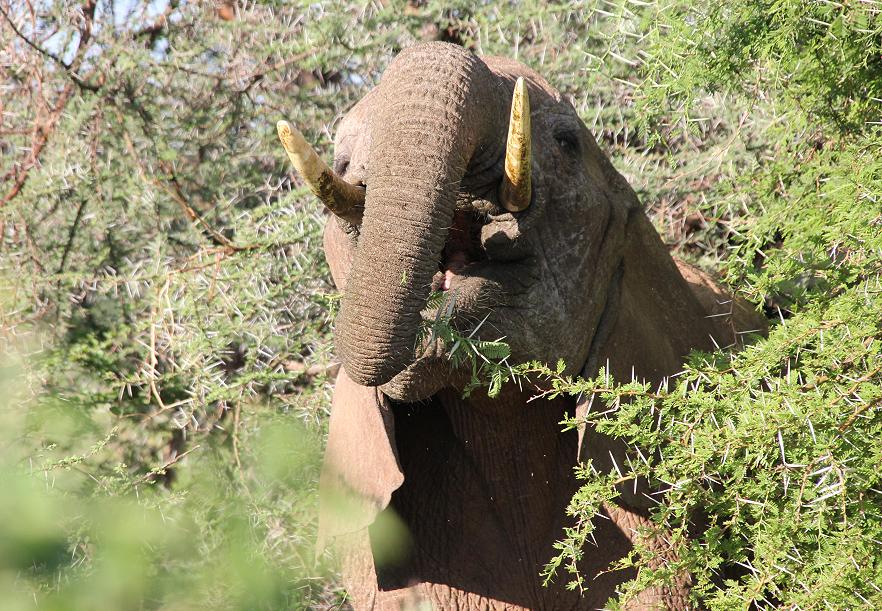 Elefanten im Samburu