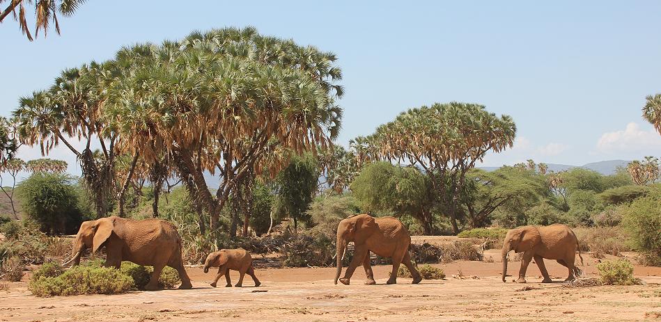 Elefanten im Samburu