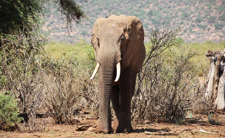 Elefanten im Samburu