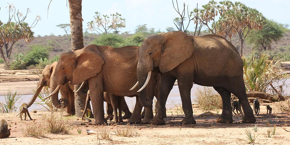 Samburu game