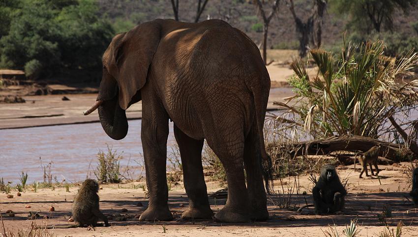Samburu game