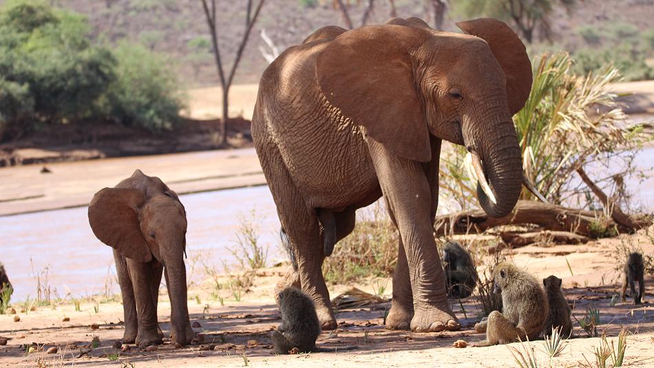 Samburu game