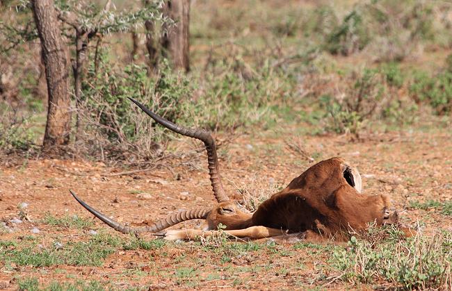 Impala Kadaver