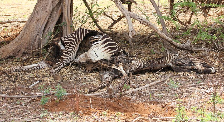 Grevy Kadaver