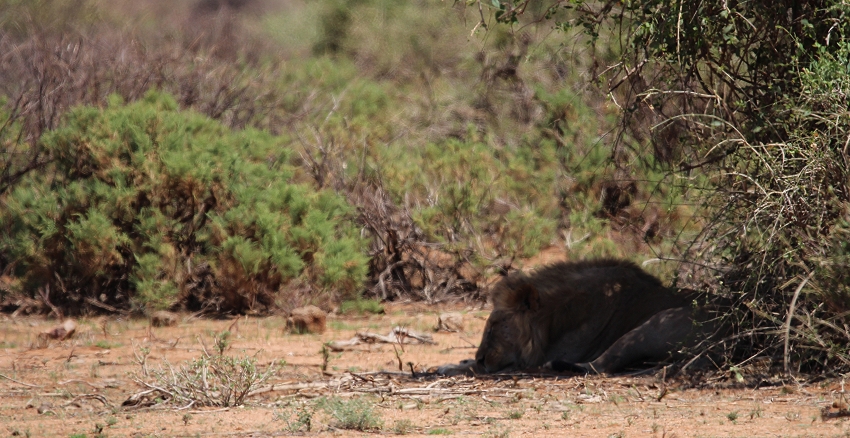 Löwenbrüder Samburu
