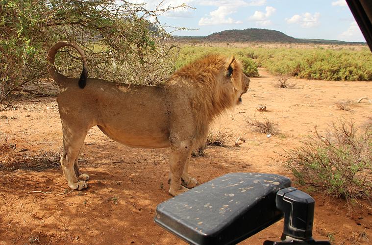 Löwenbrüder Samburu