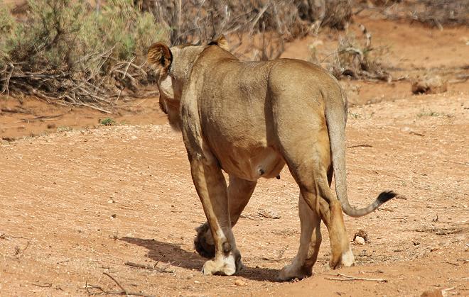 Löwenbrüder Samburu