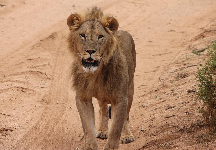 Löwenbrüder Samburu