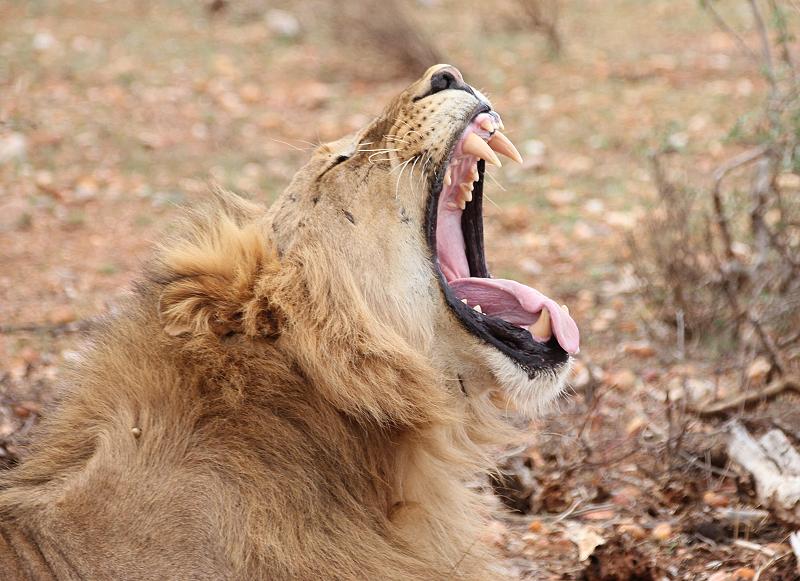 Löwenbrüder Samburu