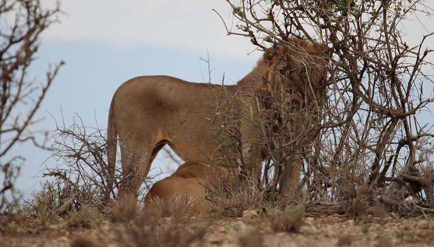 Löwenbrüder Samburu