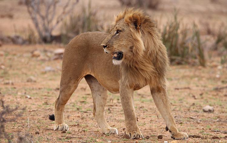 Löwenbrüder Samburu
