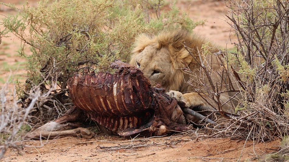 Löwenbrüder Samburu
