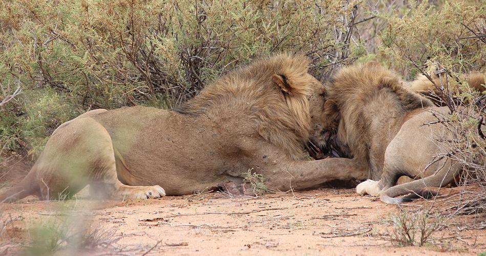 Löwenbrüder Samburu
