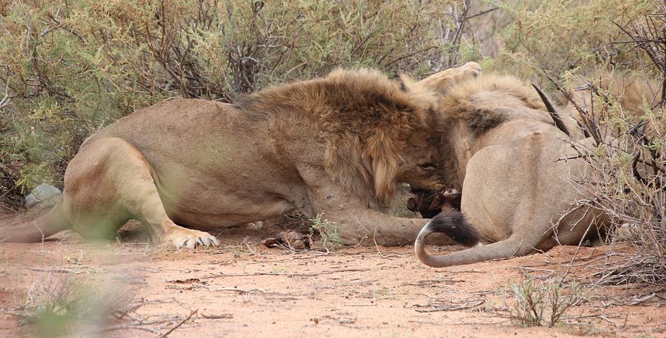 Löwenbrüder Samburu