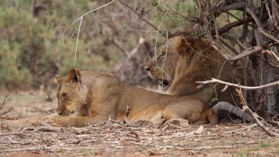 Löwenbrüder Samburu