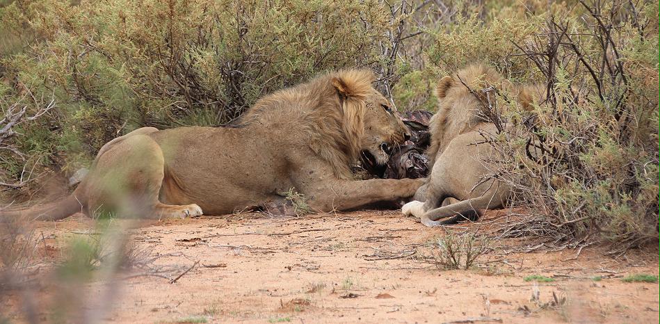 Löwenbrüder Samburu