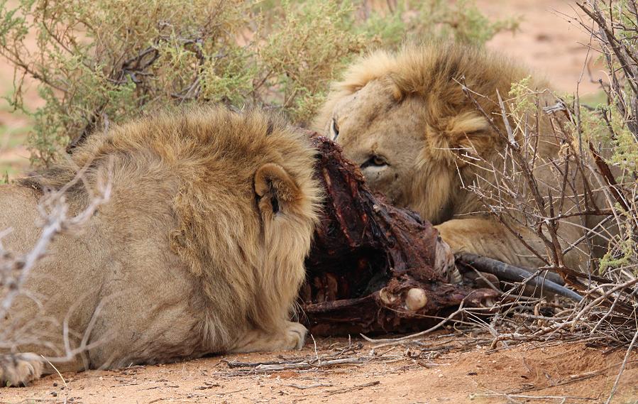 Löwenbrüder Samburu